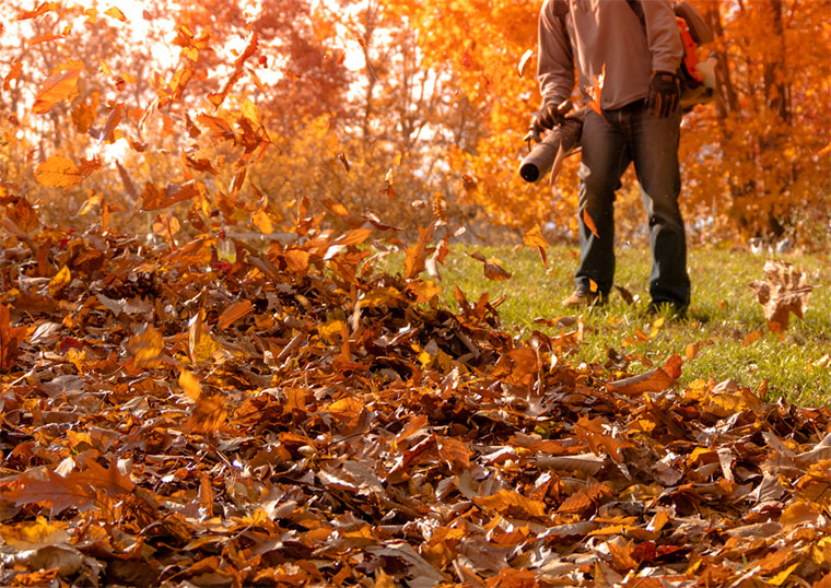 Debris & Leaf Removal