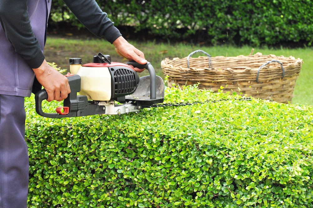 Shrub & Hedge Trimming