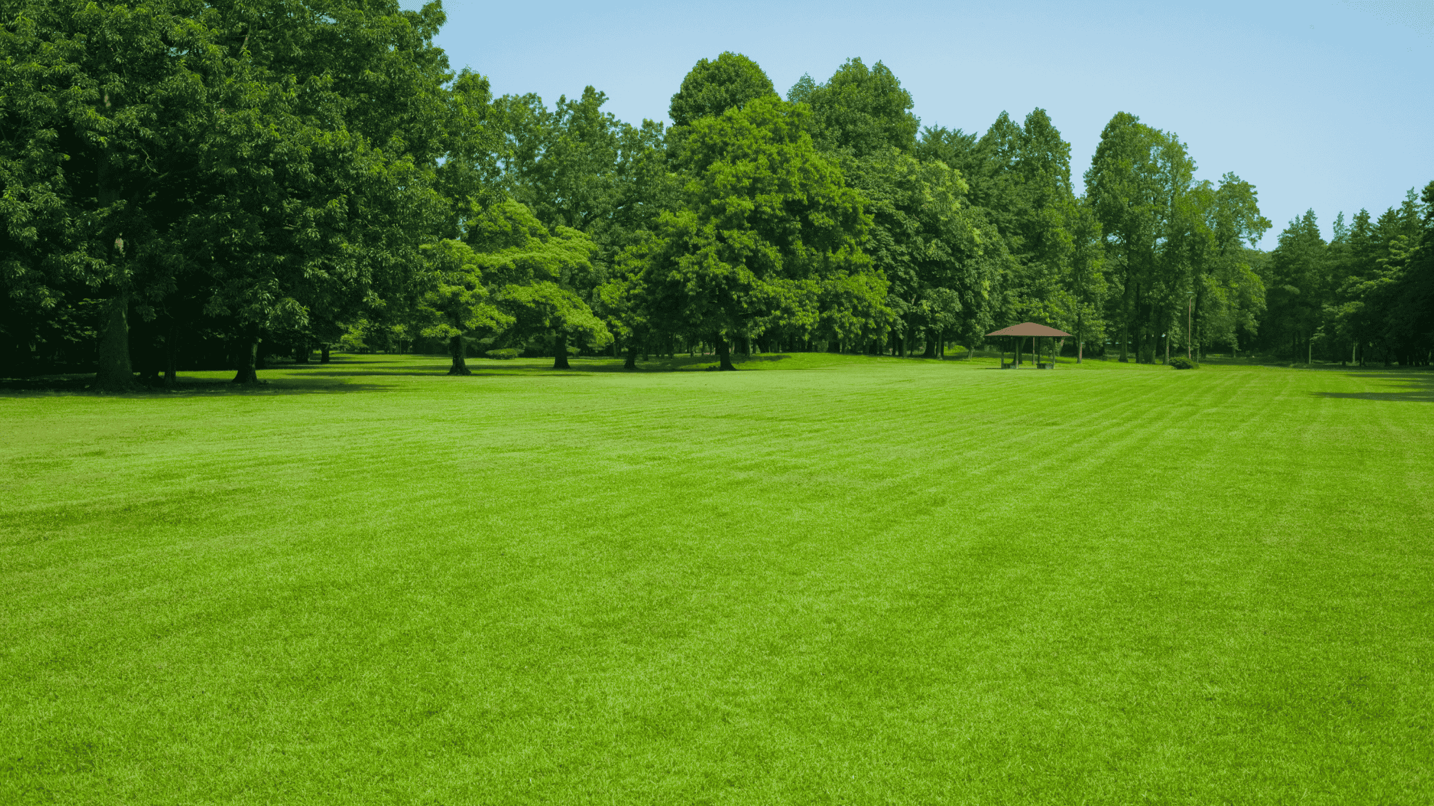 Routine Lawn Maintenance